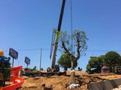 樹(shu)木(mu)迻(yi)植(zhi)